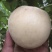 白如玉桃树,颜色独特,脆甜可口供应多个品种,免费后期指导