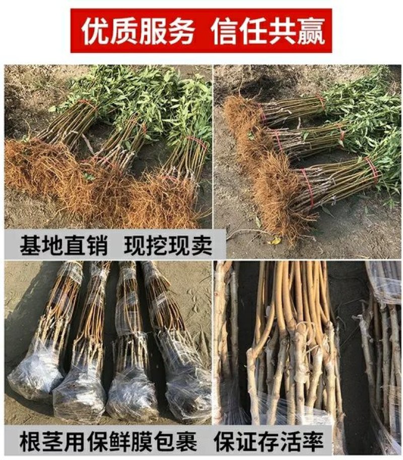 白如玉桃树，颜色独特，脆甜可口供应多个品种，免费后期指导