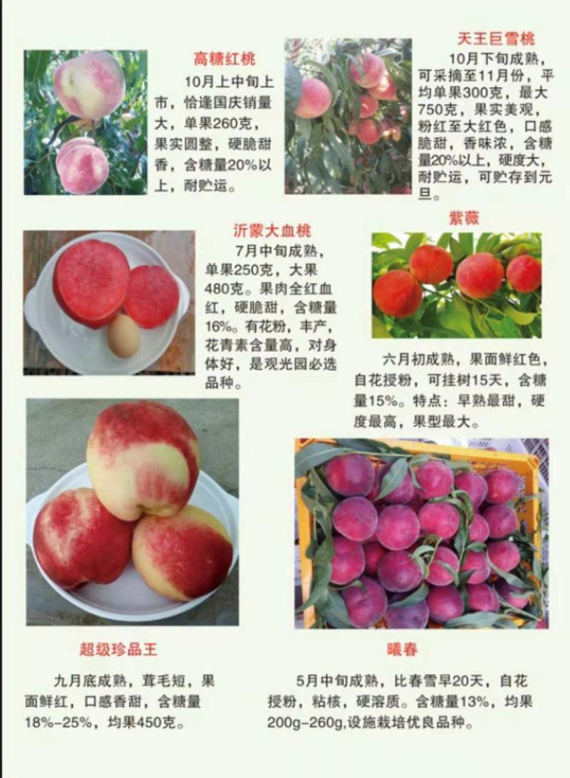 白如玉桃树，颜色独特，脆甜可口供应多个品种，免费后期指导