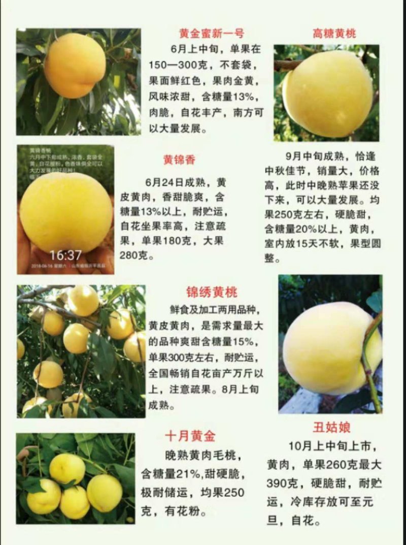 白如玉桃树，颜色独特，脆甜可口供应多个品种，免费后期指导