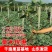 美国红提苗，无籽，甜度高，基地直供包品种免费后期指导