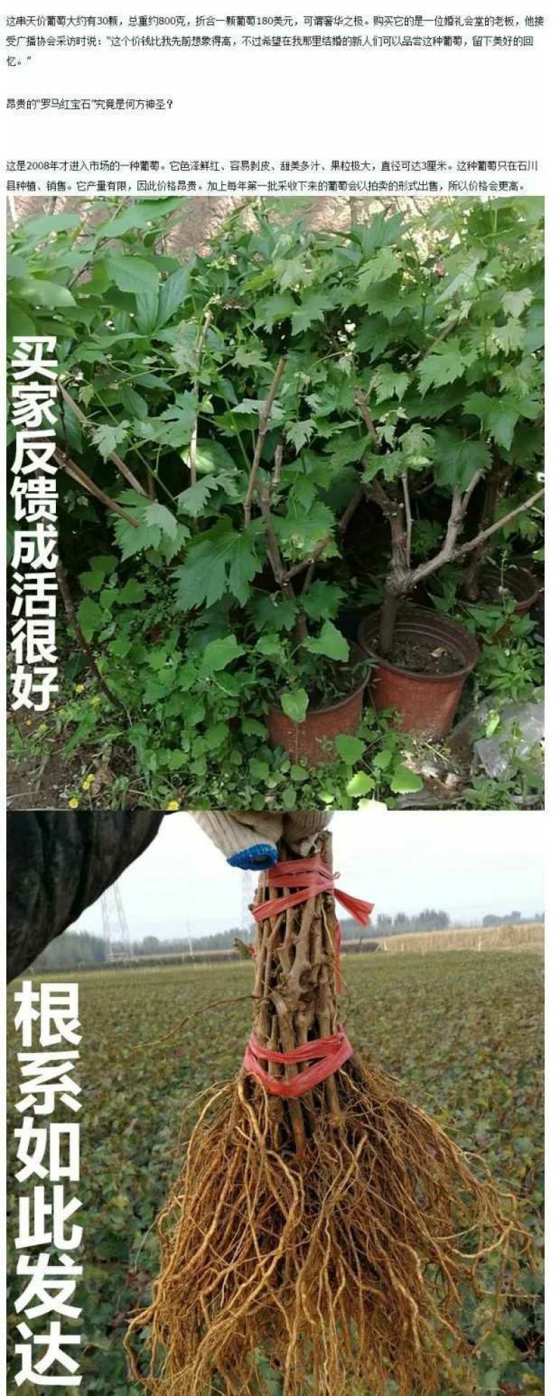 美国红提苗，无籽，甜度高，基地直供包品种免费后期指导