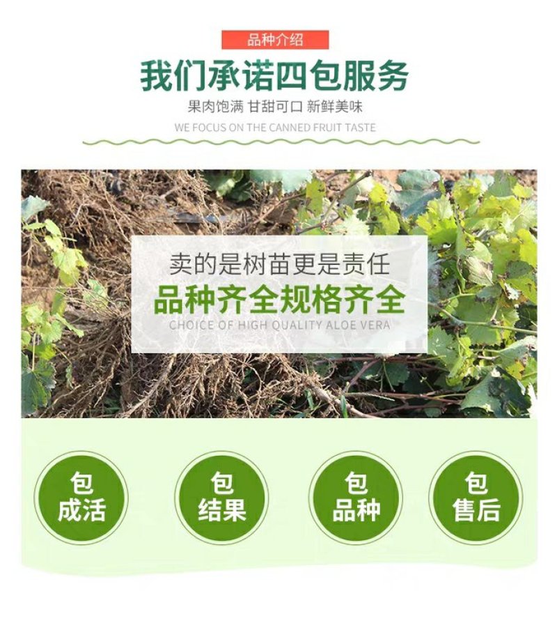美国红提苗，无籽，甜度高，基地直供包品种免费后期指导