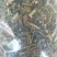 绞股蓝茶（降三高）