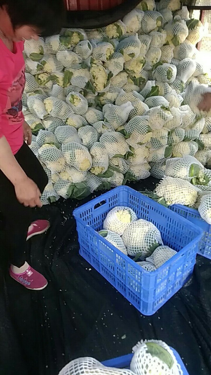 有机花菜