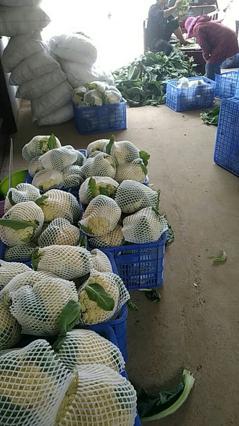 有机花菜