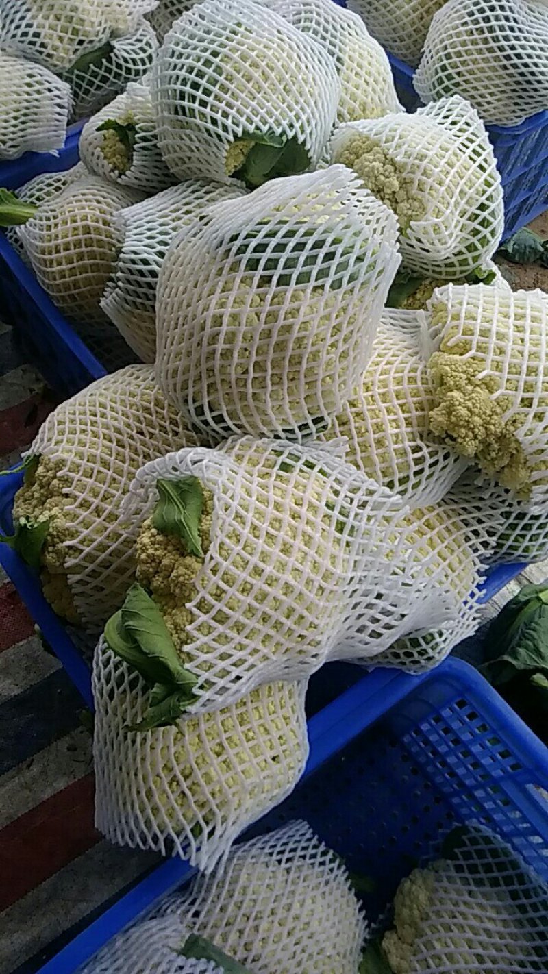有机花菜