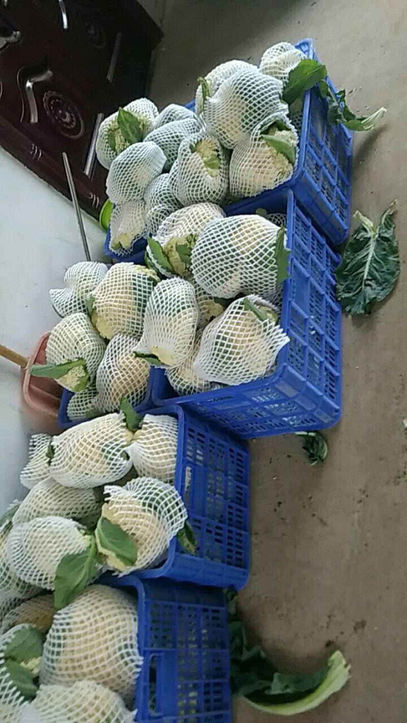 有机花菜