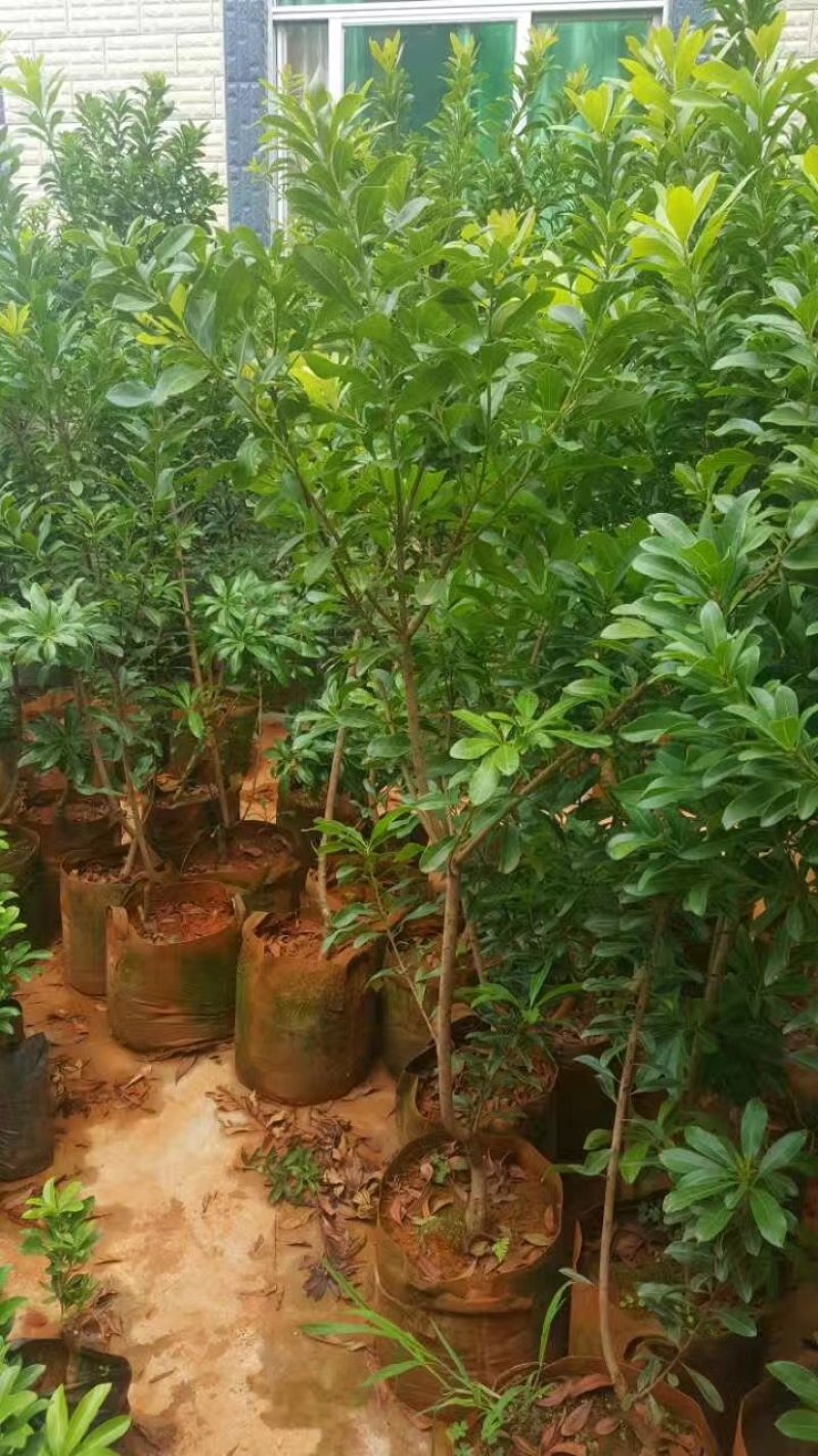 杨梅苗东魁杨梅苗大黑炭普早硬丝荸荠等品种都有