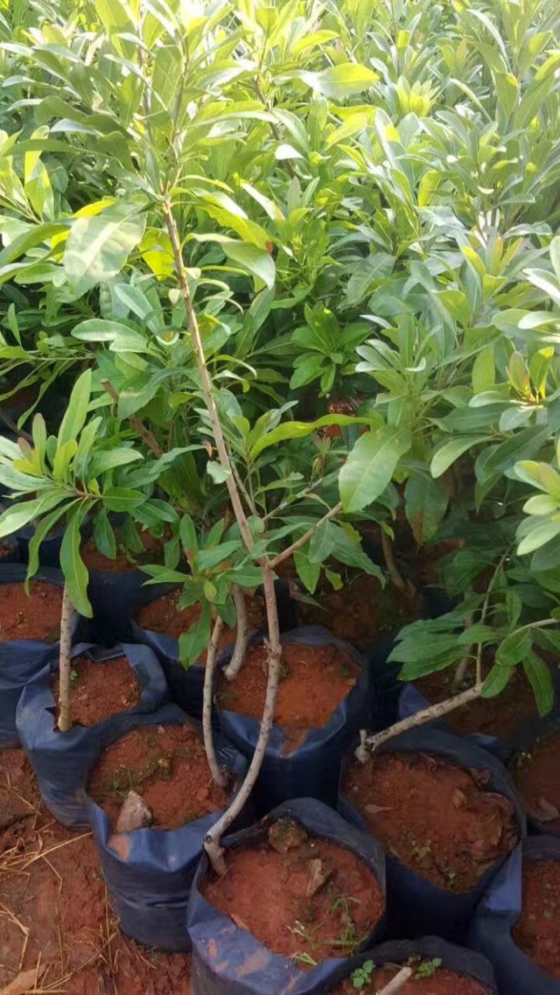 杨梅苗东魁杨梅苗大黑炭普早硬丝荸荠等品种都有