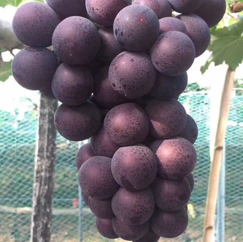 慈溪巨峰葡萄