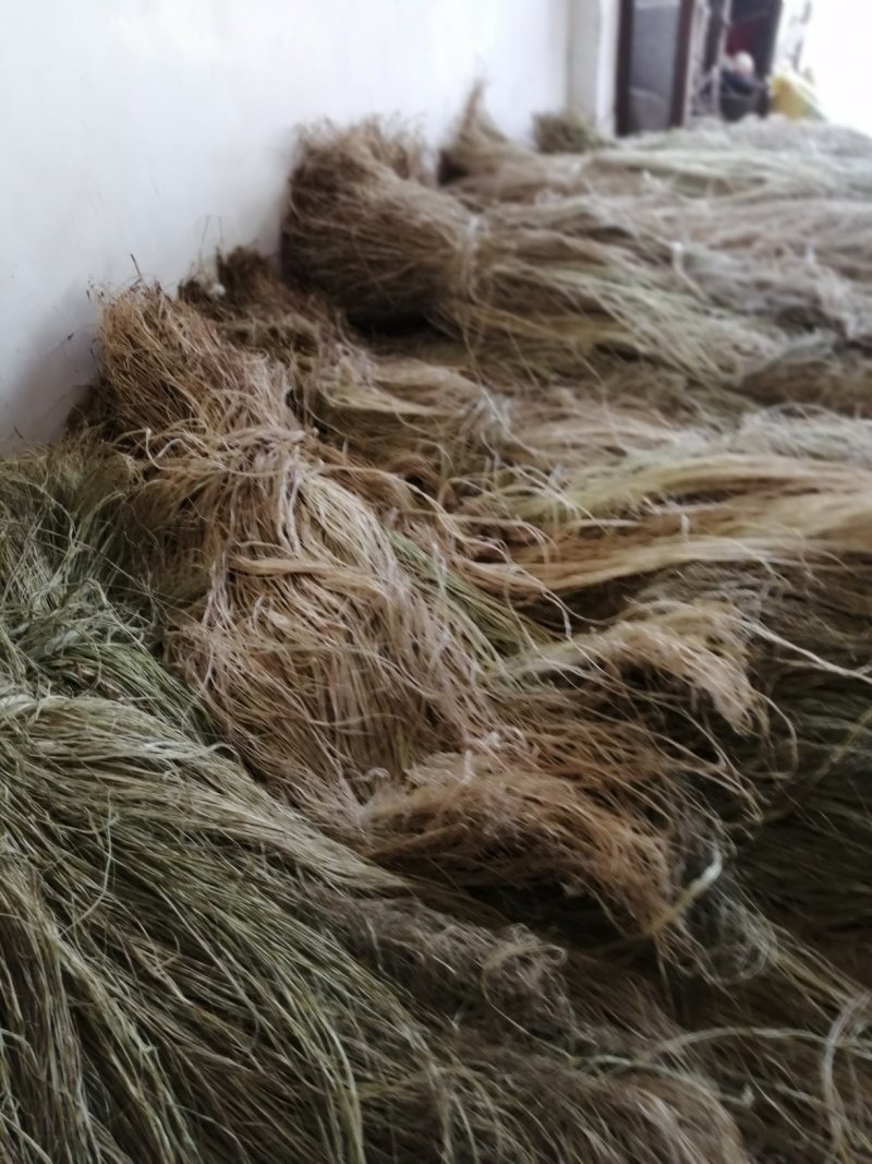 苎麻之乡一沅江，精品湘麻一湘株2号