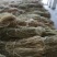 苎麻之乡一沅江，精品湘麻一湘株2号