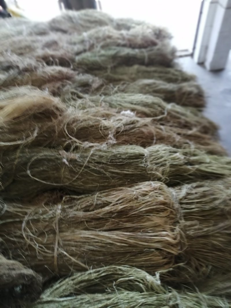苎麻之乡一沅江，精品湘麻一湘株2号