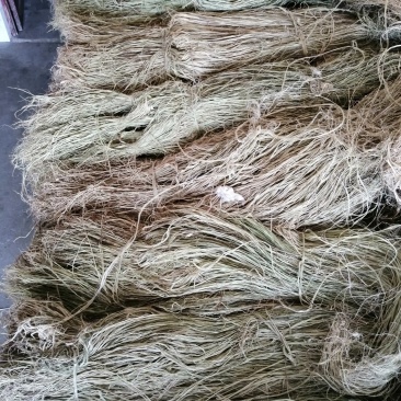 苎麻之乡一沅江，精品湘麻一湘株2号