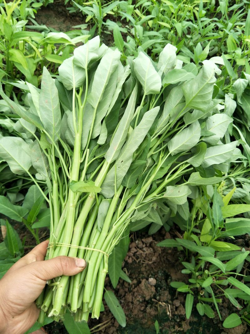 竹叶空心菜正在上市，价格按当天的行情为准，支持配菜