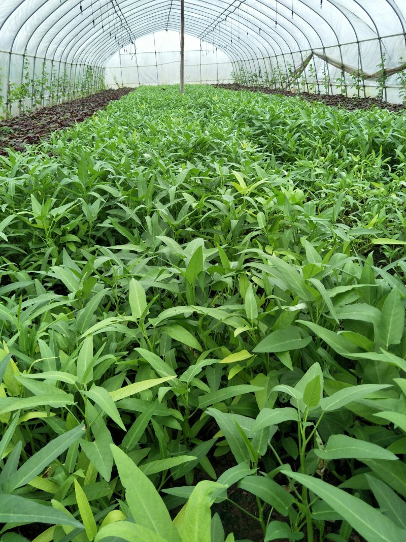 竹叶空心菜正在上市，价格按当天的行情为准，支持配菜