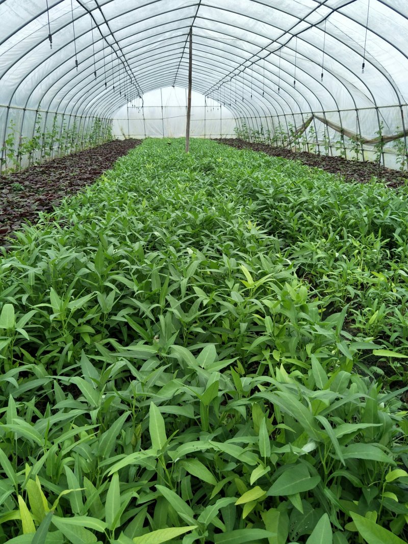 竹叶空心菜正在上市，价格按当天的行情为准，支持配菜