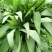 竹叶空心菜正在上市，价格按当天的行情为准，支持配菜