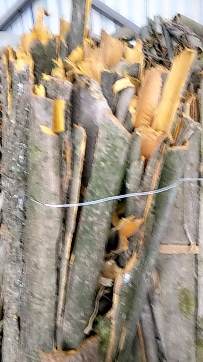 川黄柏