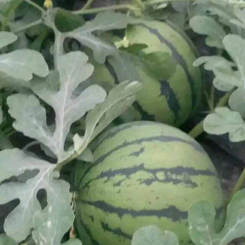 山东大棚甜王西瓜，大量现货脆甜，品质好，货源充足价格不高