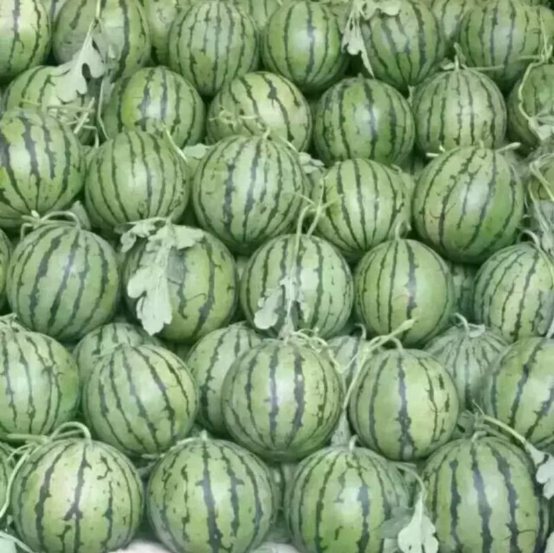 山东大棚甜王西瓜，大量现货脆甜，品质好，货源充足价格不高