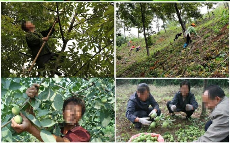 香玲核桃当年结果，基地直供包品种免费后期指导
