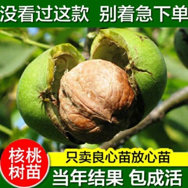 香玲核桃当年结果，基地直供包品种免费后期指导