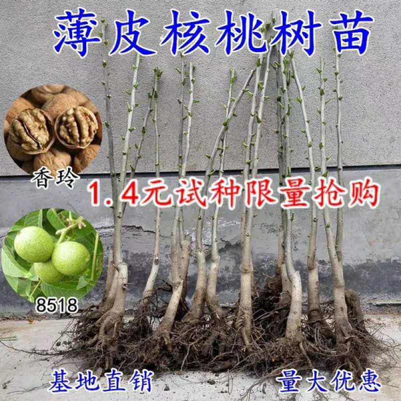 香玲核桃当年结果，基地直供包品种免费后期指导