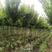 三角枫移植三年苗6公分装车180苗圃大量供应各种绿化