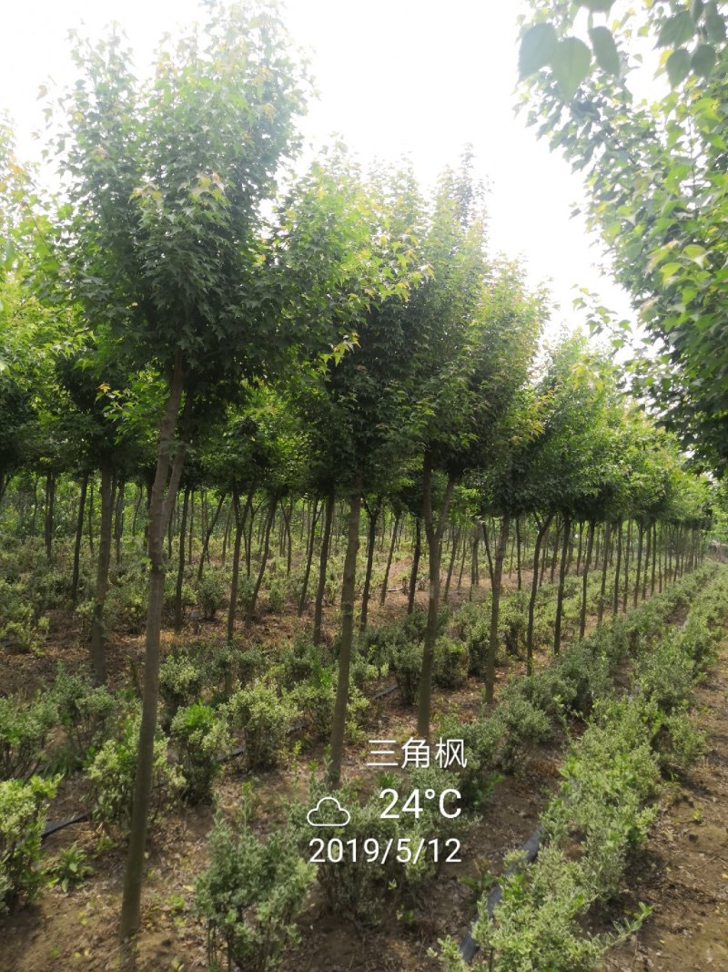 三角枫移植三年苗6公分装车180苗圃大量供应各种绿化