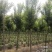 三角枫移植三年苗6公分装车180苗圃大量供应各种绿化