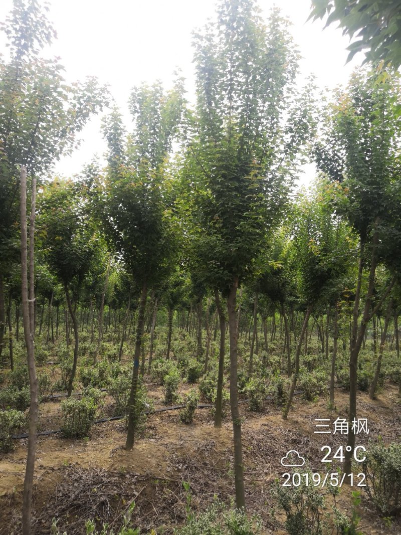 三角枫移植三年苗6公分装车180苗圃大量供应各种绿化