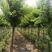 三角枫移植三年苗6公分装车180苗圃大量供应各种绿化