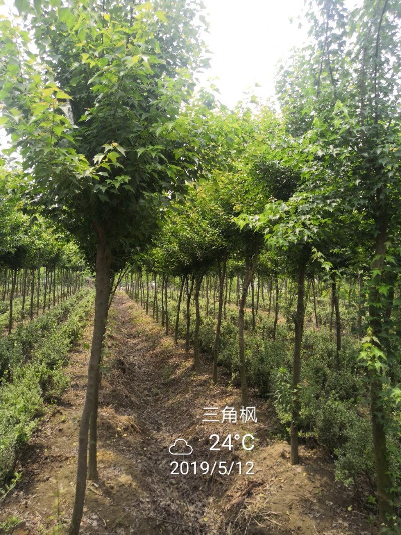 三角枫移植三年苗6公分装车180苗圃大量供应各种绿化