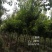 三角枫移植三年苗6公分装车180苗圃大量供应各种绿化