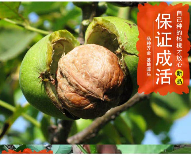 8518核桃苗，皮薄，肉多，基地直供包品种免费后期指导