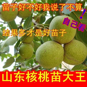 8518核桃苗，皮薄，肉多，基地直供包品种免费后期指导