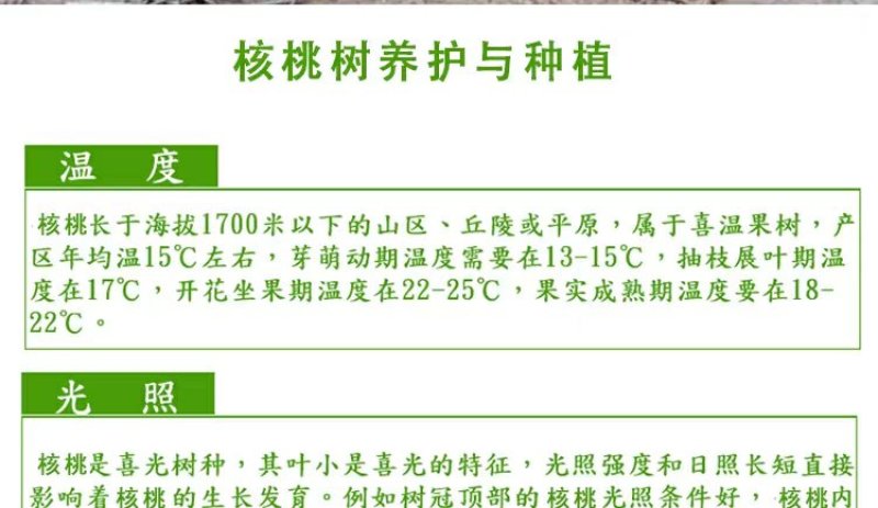 8518核桃苗，皮薄，肉多，基地直供包品种免费后期指导