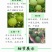 8518核桃苗，皮薄，肉多，基地直供包品种免费后期指导
