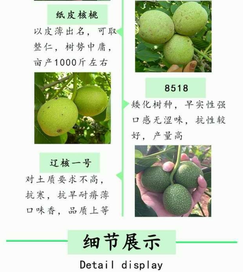 8518核桃苗，皮薄，肉多，基地直供包品种免费后期指导