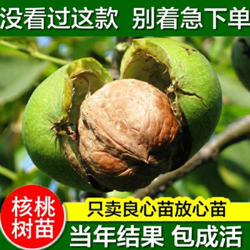 8518核桃苗，皮薄，肉多，基地直供包品种免费后期指导