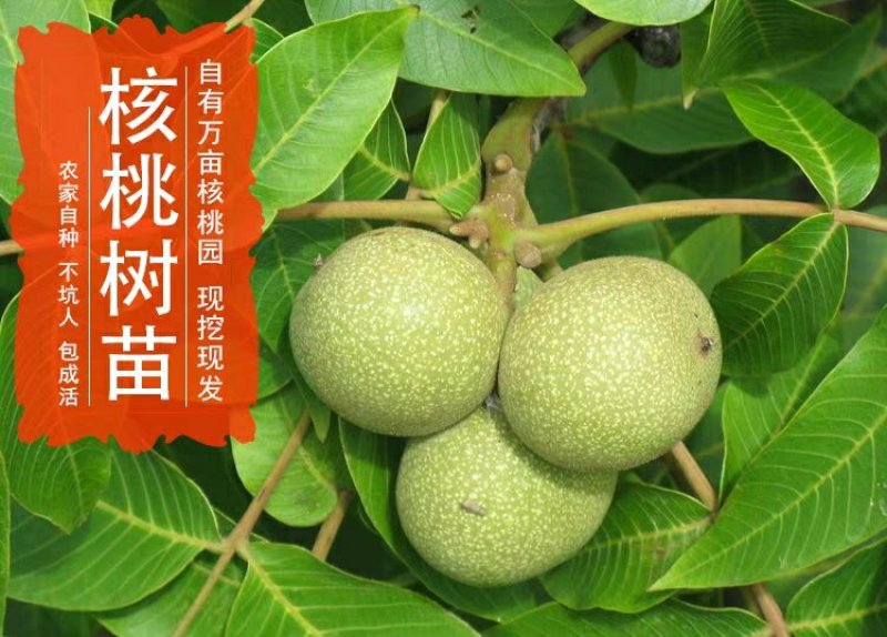 8518核桃苗，皮薄，肉多，基地直供包品种免费后期指导