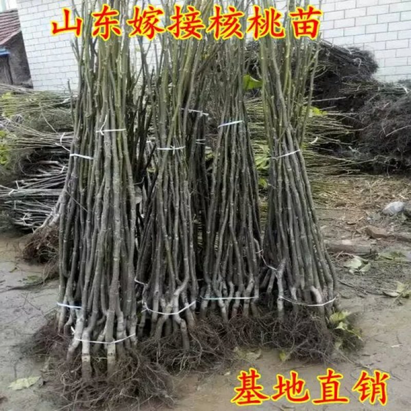 8518核桃苗，皮薄，肉多，基地直供包品种免费后期指导