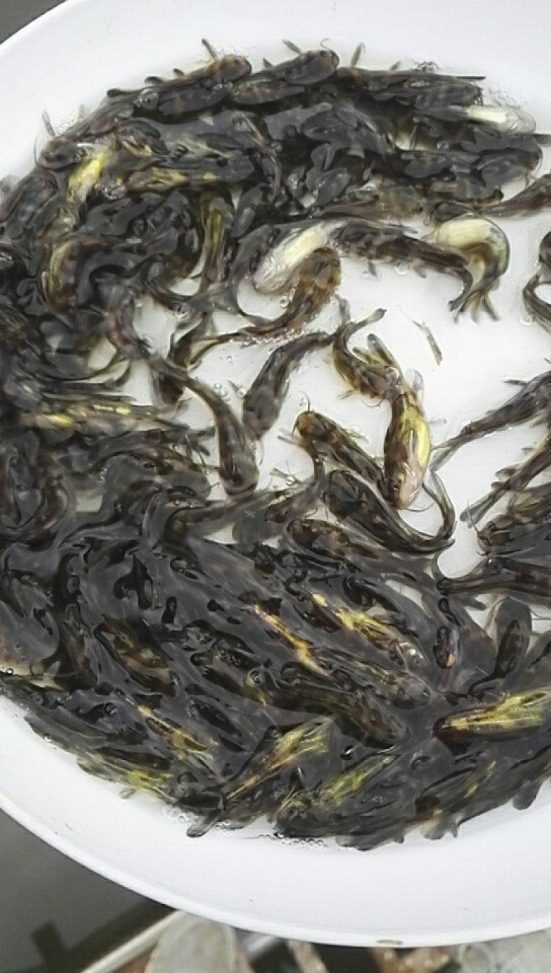 黄颡鱼苗黄辣丁鱼苗黄骨鱼苗3-5cm