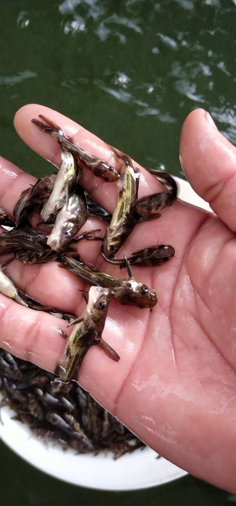 黄颡鱼苗黄辣丁鱼苗黄骨鱼苗3-5cm