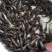 黄颡鱼苗黄辣丁鱼苗黄骨鱼苗3-5cm