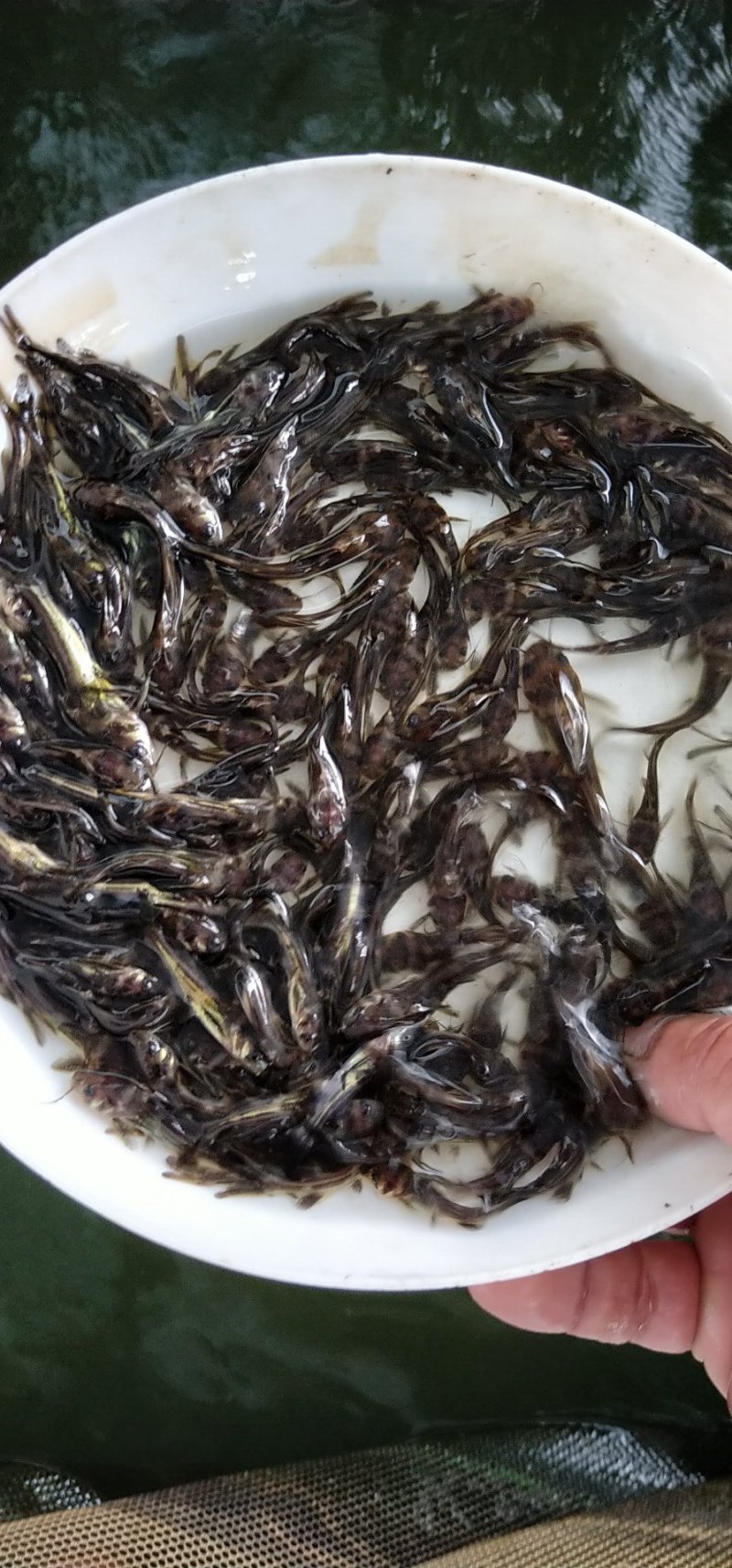黄颡鱼苗黄辣丁鱼苗黄骨鱼苗3-5cm
