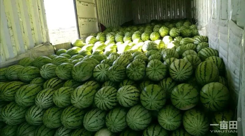 新疆西瓜代办新疆西瓜吐鲁番昌吉金城5号安农二号