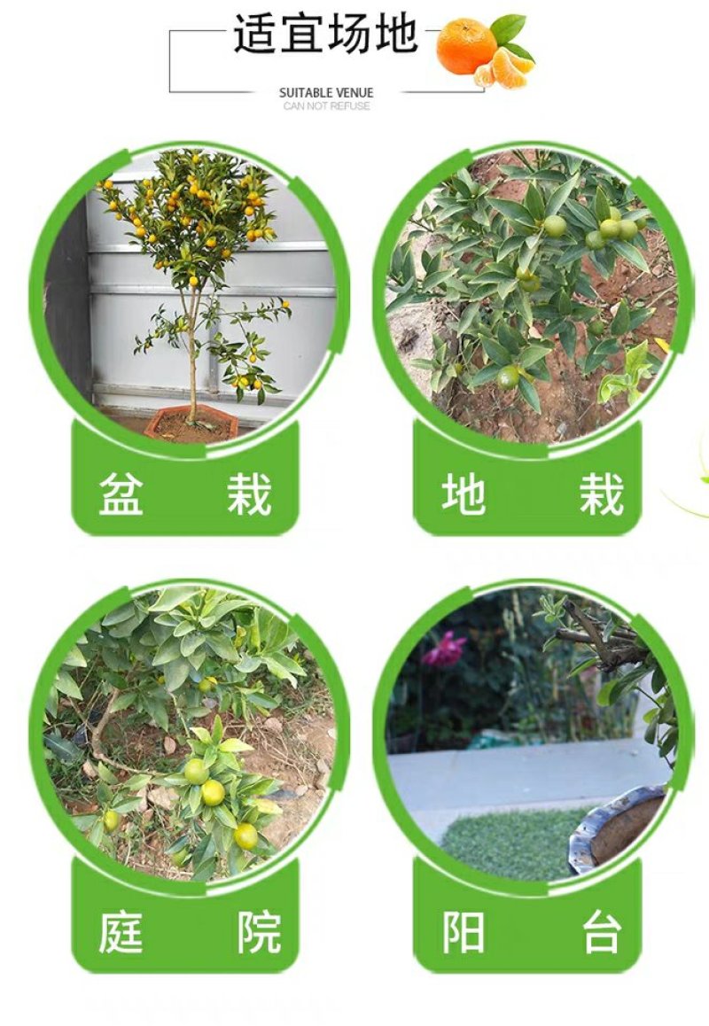 脆皮金桔苗，甜的，可以吃的，带果发货免费后期指导